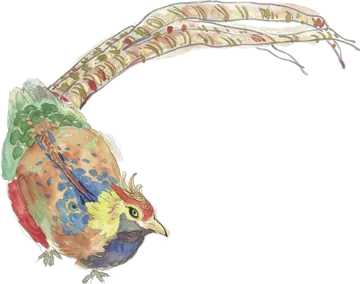 鸾鸟